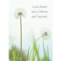 Dandelions