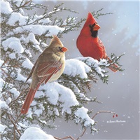 Cardinals & Cedar