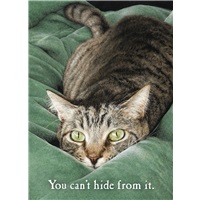 Torpedo Cat
