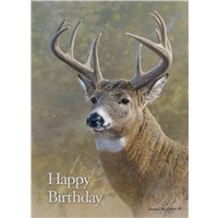 Whitetail Portrait