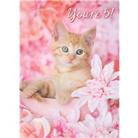 Pink Petal Kitten