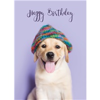 Funky Hat Puppy