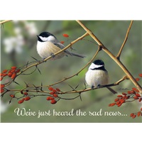 Chickadees