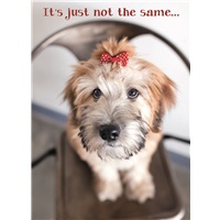 Dog with Bow