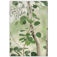 Birch Leaves