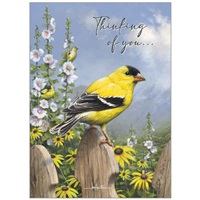 American Goldfinch