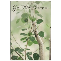 Birch Trees