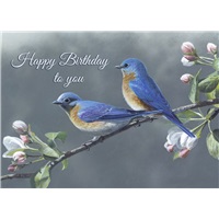 Bluebird Pair
