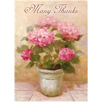 Pot of Pink Hydrangea