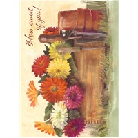 Gardener's Gerberas