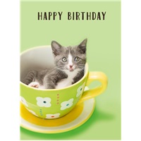 Tea Cup Kitten