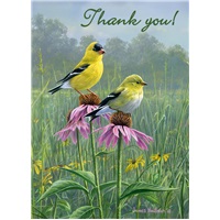 Goldfinches & Coneflowers