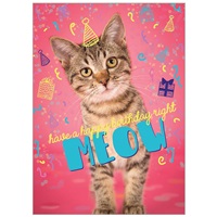 Birthday Cat