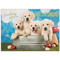 Bucket of Sunshine