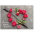 Valentine's Day  GCD48155