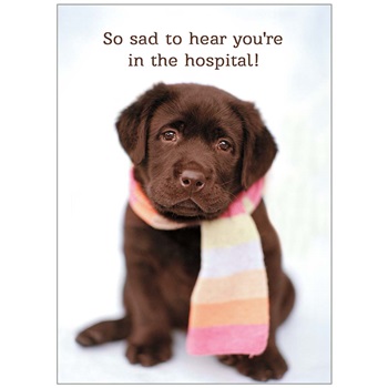 Get Well - Hospital GCD65124