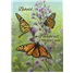 Sympathy SCD30095