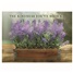 Thank You - Kindness SCD57782