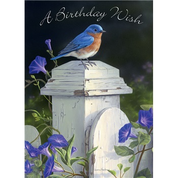 Birthday  VGC25465