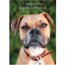 Birthday - Fun VGC43746