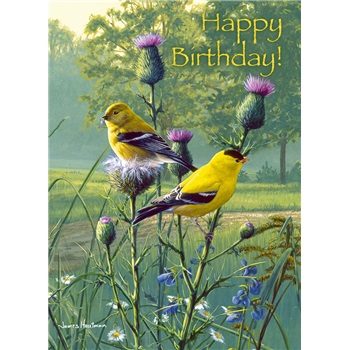 Birthday  VGC7866