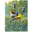 Birthday  VGC7866