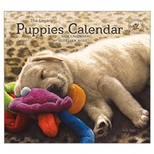 Puppies 2026 Wall Calendar WCA103852