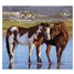 Horses 2026 Wall Calendar WCA104434