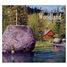 Woodland 2024 Wall Calendar WCA81803
