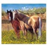 Horses 2024 Wall Calendar WCA85003